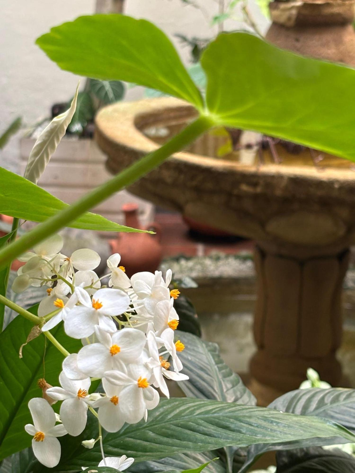 Terraza De San Antonio Otel Cali Dış mekan fotoğraf